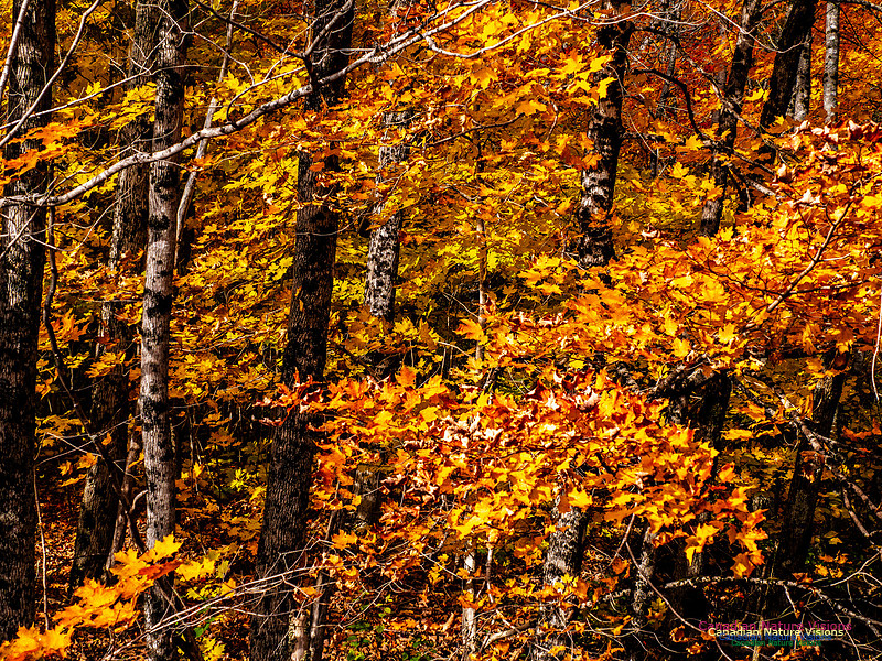 Nova Scotia in Fall 226