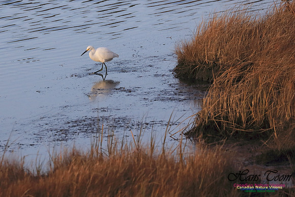 Snowy Egret 1002