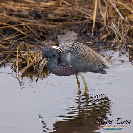 Tricoloured Heron 35