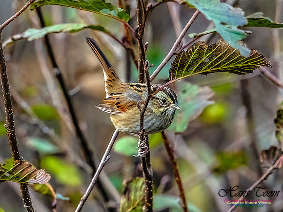 Swamp Sparrow 805