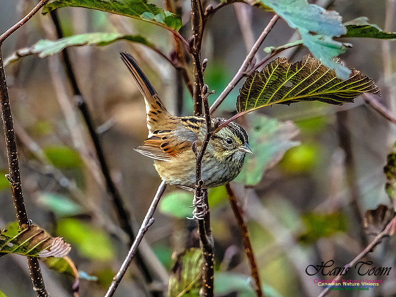 Swamp Sparrow 805