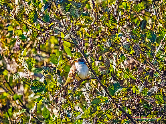 Yellow-billed Cuckoo 102