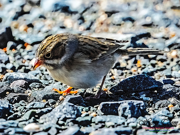 Clay-coloured Sparrow 109