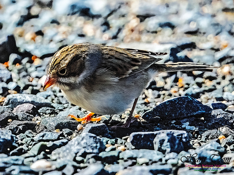 Clay-coloured Sparrow 109