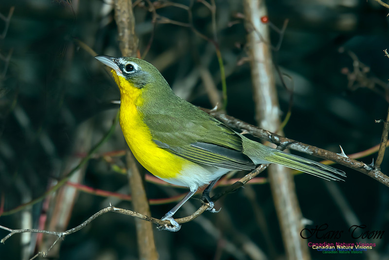 Yellow-breasted Chat