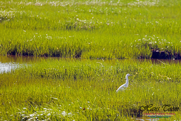 Snowy Egret 3