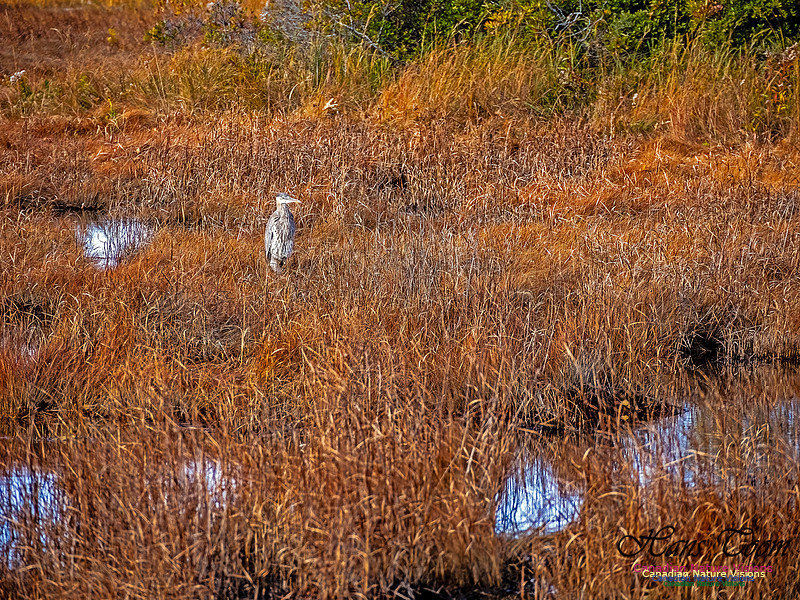Great Blue Heron 205