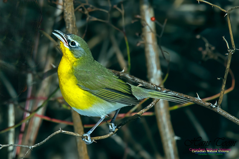 Yellow-breasted Chat