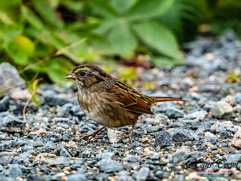 Swamp Sparrow 101