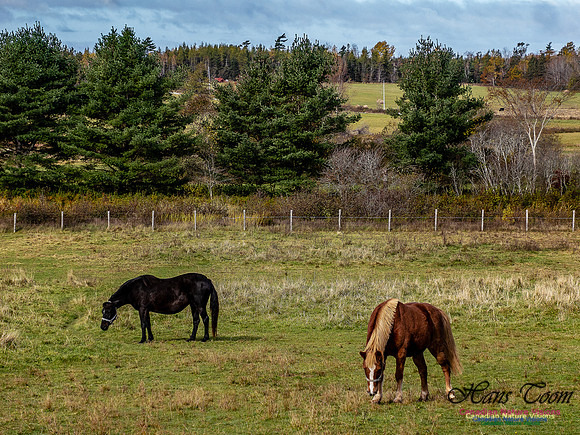 Nova Scotia in Fall 263