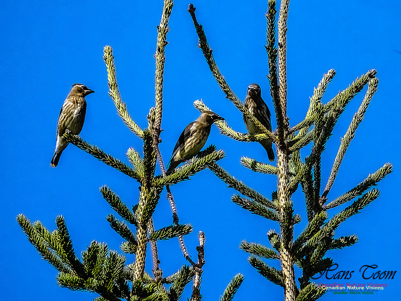 Cedar Waxwing 401