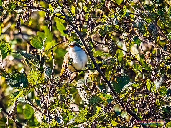 Yellow-billed Cuckoo 106