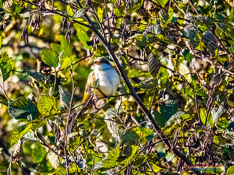 Yellow-billed Cuckoo 106
