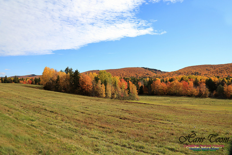 Maple Forest Fall Colours 2016