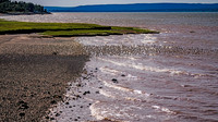 Evangeline Beach Shorebirds Part Two