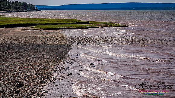 Peeps Evangeline Beach 2024 924