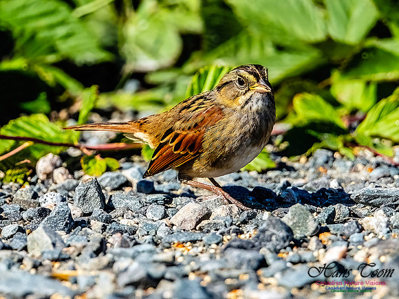 Swamp Sparrow 157