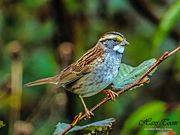 White-throated Sparroww 353