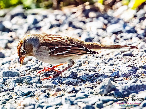 White-crowned Sparrow 103