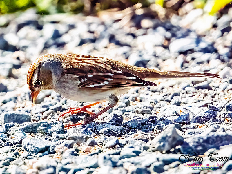 White-crowned Sparrow 103