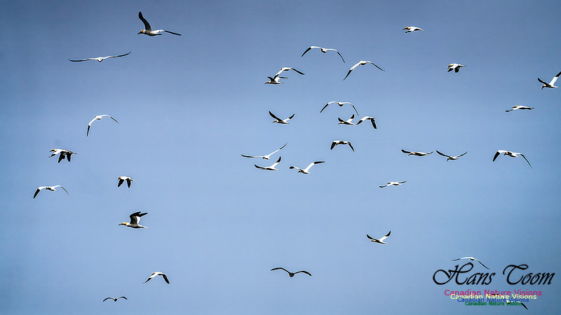 St. Vincent Whales and Gannets 125