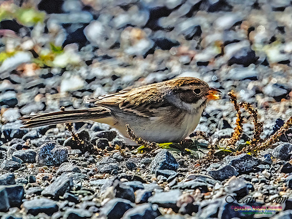 Clay-coloured Sparrow 119