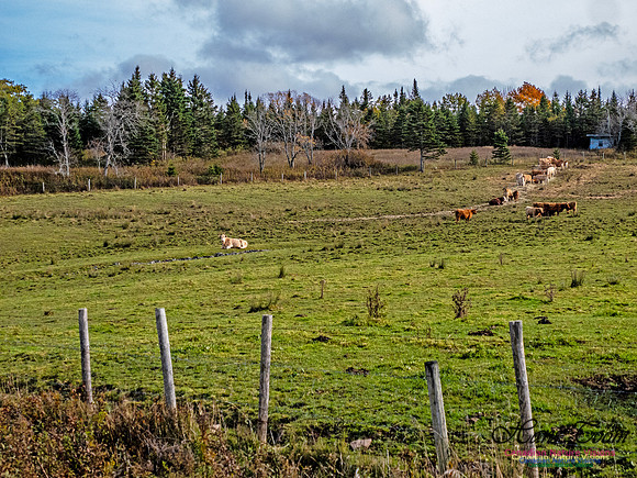 Nova Scotia in Fall 264
