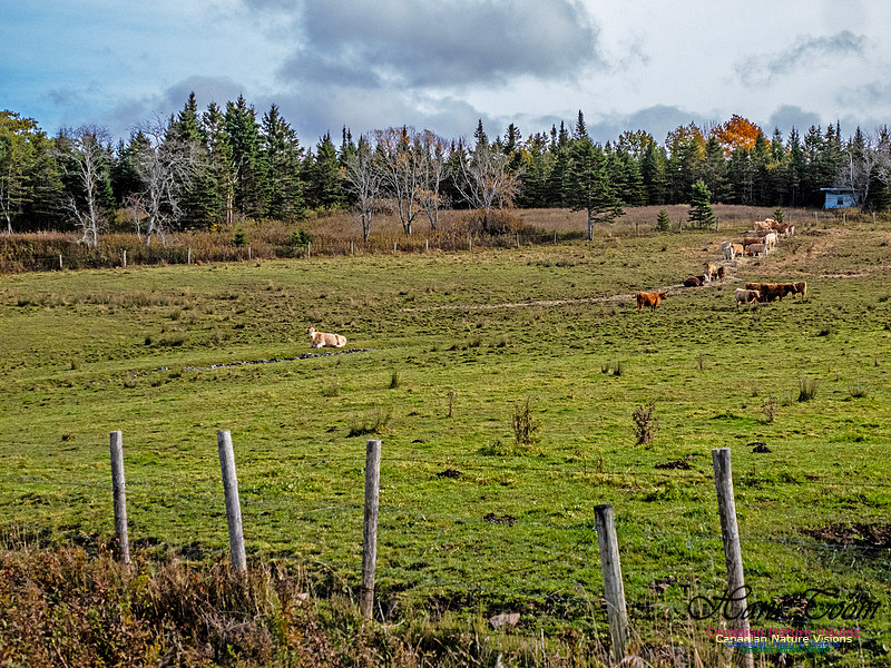Nova Scotia in Fall 264