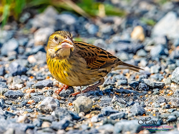 Dickcissel 103