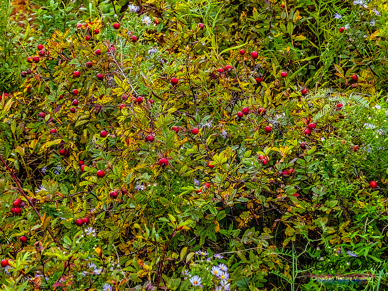 Nova Scotia in Fall 102