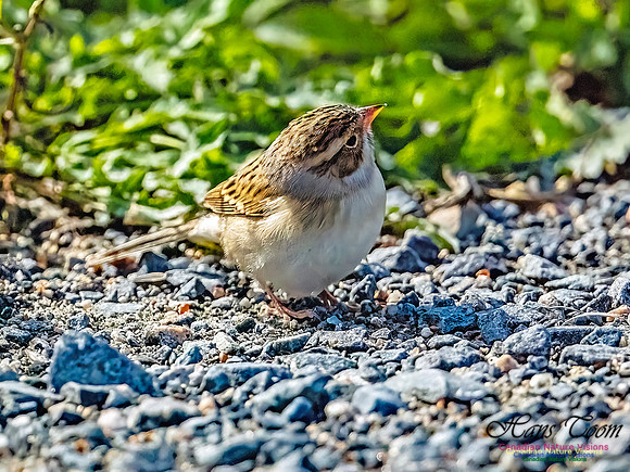 Clay-coloured Sparrow 111