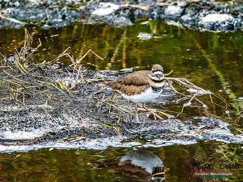 Killdeer 104
