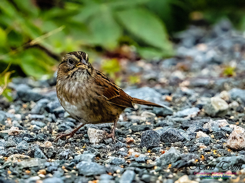 Swamp Sparrow 100