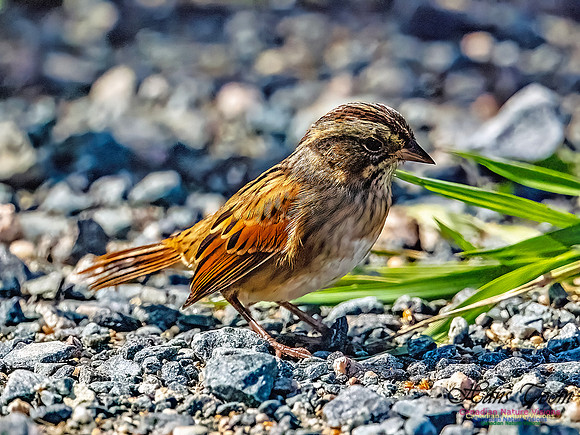 Swamp Sparrow 502