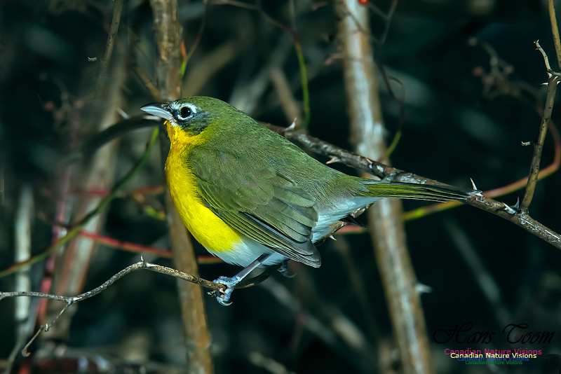Yellow-breasted Chat