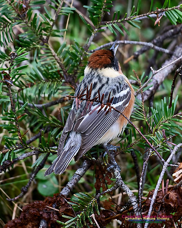 Bay-breasted Warbler 100