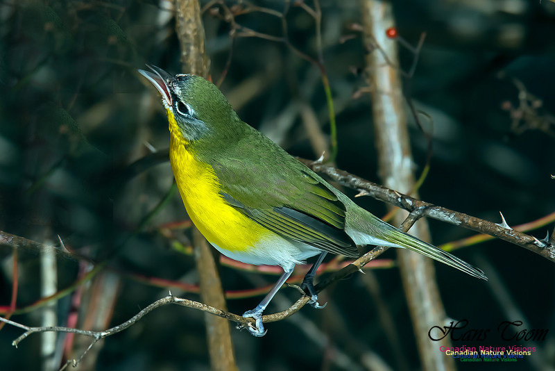 Yellow-breasted Chat