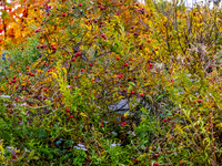 Nova Scotia in Fall, Vignette Five