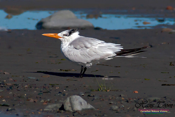 Royal Tern