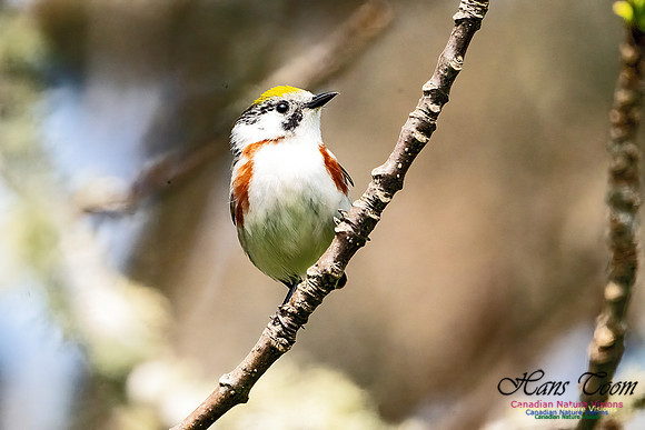 Chestnut-sided Warbler 101