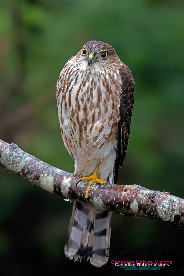 SharpShinnedHawk6