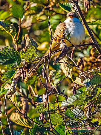 Yellow-billed Cuckoo 100