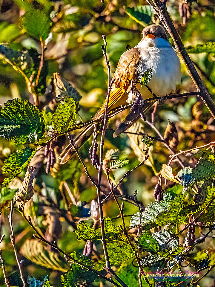 Yellow-billed Cuckoo 100