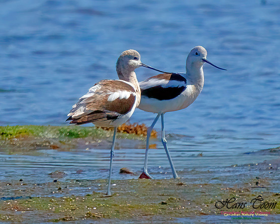 American Avocet 204