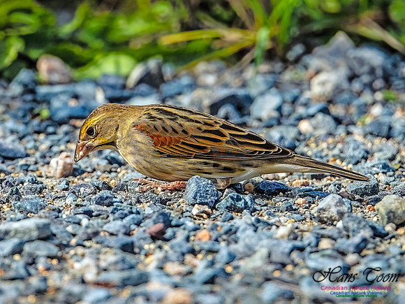 Dickcissel 101