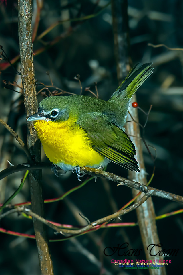 Yellow-breasted Chat