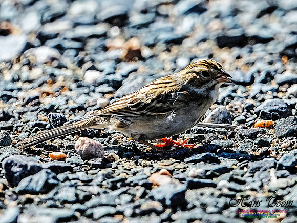 Swamp Sparrow 505
