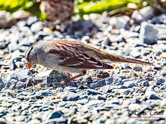 White-crowned Sparrow 109
