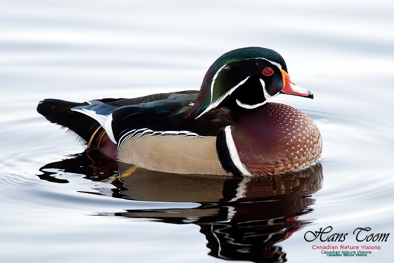 Wood Duck