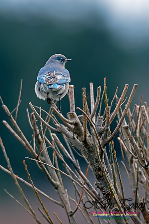 Mountain Bluebird